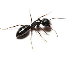 Odorous House Ant 