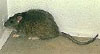 rodents pest control | pest control near me | rodents pest control services near Ellsworth | rodents pest control company near me | mouse exterminator near me