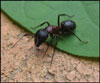 get rid of ants | ant pest control | pest control companies near me | pest control company in Abilene | get rid of ants