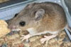 rodents pest control | pest control near me | rodents pest control services near Ellsworth | rodents pest control company near me | mouse exterminator near me