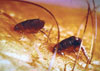 cockroach control | cockroach control near me | pest control marquette | roach control | roach control services near me | home pest control services